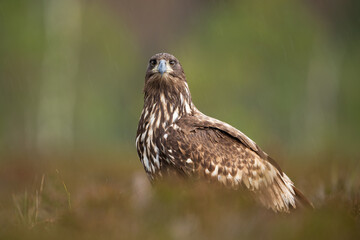 Juvenile white-tailed eagle in the autumn bog, light rain
