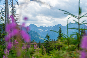 Scenic views from the heart of the Tatra Mountains, featuring the enchanting Polana Rusinowa, the picturesque Gęsia Szyja, and the breathtaking Hala Gąsienicowa. Explore the serene beauty. © Tomasz