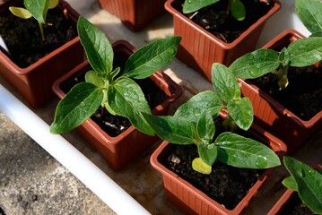 Tray of sunflower seedlings in plastic pots during the Springtime, Somerset, UK, Europe.