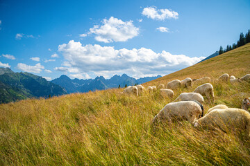 Harmony of Nature: A Tranquil Journey Through the Polana Rusinowa Trail © Tomasz
