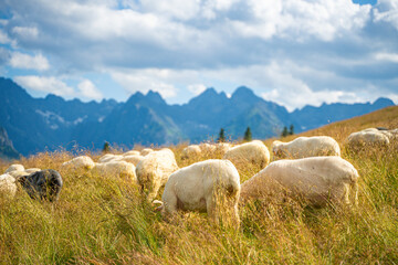 Naklejka premium Scenic views from the heart of the Tatra Mountains, featuring the enchanting Polana Rusinowa, the picturesque Gęsia Szyja, and the breathtaking Hala Gąsienicowa. Explore the serene beauty.