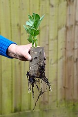 Broad Bean seedlings growing in a cardboard toilet roll with roots showing through ready for planting, Somerset, UK, Europe.