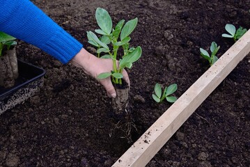 Planting out Broad bean seedlings (Vicia Faba) during the Springtime using a wooden stick as a guide, Somerset, UK, Europe. - 659833893