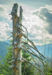 Harmony of Nature: A Tranquil Journey Through the Polana Rusinowa Trail © Tomasz