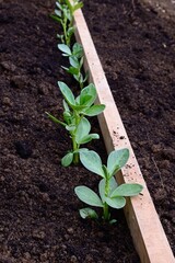 Broad Bean seedlings planted against a wooden stick as a guide, Somerset, UK, Europe.