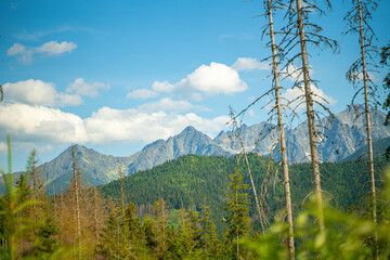 Harmony of Nature: A Tranquil Journey Through the Polana Rusinowa Trail © Tomasz