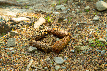 Harmony of Nature: A Tranquil Journey Through the Polana Rusinowa Trail © Tomasz