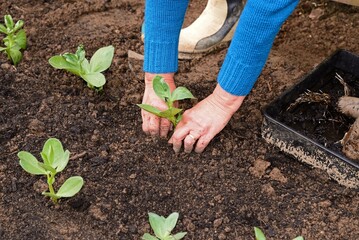 Broad Bean seedlings being planted in rows, Somerset, UK, Europe. - 659834243