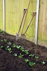 Rows of Broad Bean seedlings planted in a veg plot with garden tools leaning against the fence to the rear, Somerset, UK, Europe.