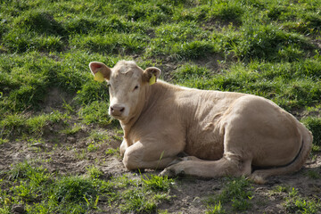 Obraz premium A well-groomed cow rests on a green lawn and looks at the camera