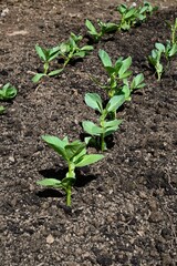 Rows of Broad Bean seedlings planted in a veg plot in rows, Somerset, UK, Europe. - 659834630
