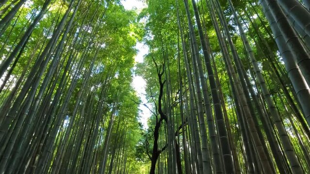 Kyoto, Japan low angle view vertical panning walking in Arashiyama bamboo forest grove