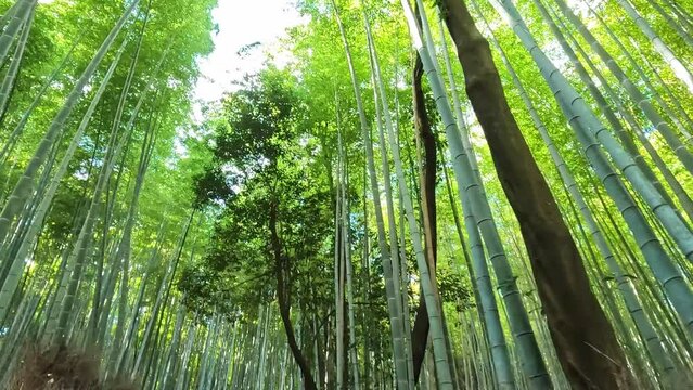 Arashiyama bamboo forest in Kyoto Japan. Serene bamboo trees lush green soft light