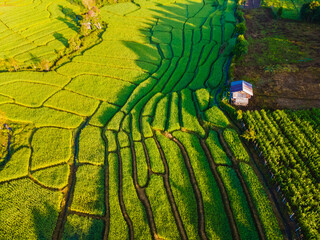 Fototapeta premium Terraced Rice Field in Chiangmai during the green rain season, Thailand. Royal Project Khun Pae Northern Thailand during sunrise