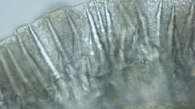 Sea slug Nudibranchia under microscope, Onchidorididae, genus Onchidoris. Spicules and cilia are visible on mantle. White Sea, size 2-3 mm