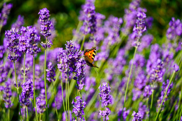 Butterfly and lavender