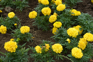 Yellow flowers of Tagetes erecta in mid July