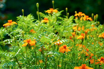 Summer field of bright orange marigold flowers close up