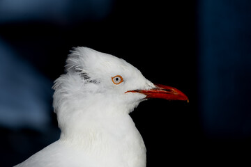 White Seagull with a Unique Hairstyle