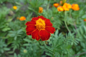 Carmine red and yellow flower of single flowered french marigolds in mid July