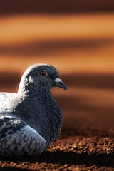 Pigeon Waiting for the Sunset