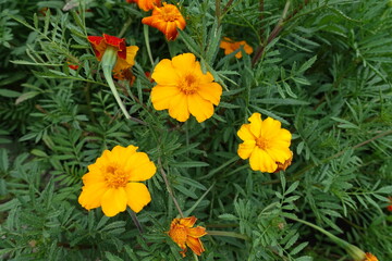 Group of three amber yellow flowers of Tagetes patula in mid July