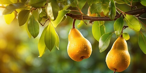 Agriculture fruits pear harvest food photography banner - Closeup of ripe pears on tree branch with leaves