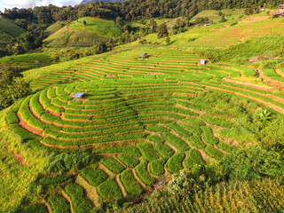 Terraced Rice Field in Chiangmai, Thailand, Pa Pong Piang rice terraces, green rice paddy fields during rainy season at sunset in the green mountains