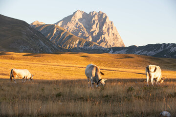 Gran Sasso at sunrise
