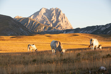 Fototapeta premium Gran Sasso at sunrise