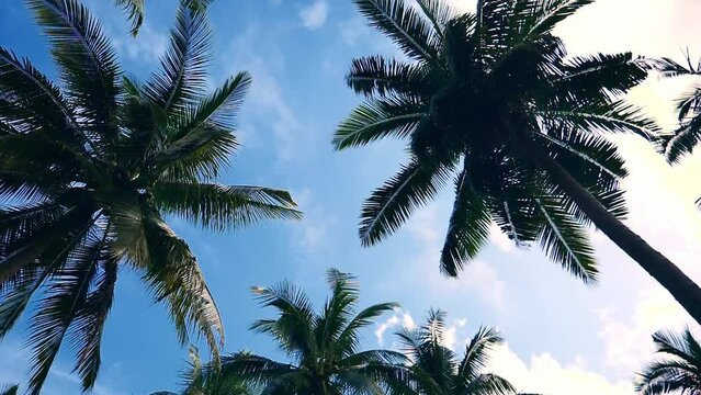 Coconut trees in summer with blue sky for use as a summer background.