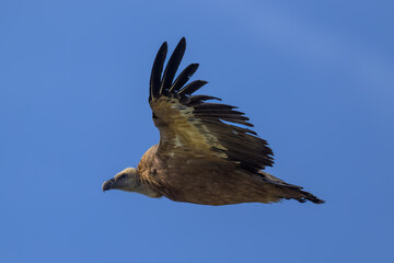 El buitre leonado