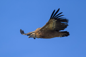 El buitre leonado