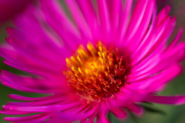 Michaelmas daisy or New England aster (Symphyotrichum novae-angliae) in the aster family (Asteraceae). Macro close up of pink magenta yellow flowerhead in a garden in Germany sunlit in late September. - obrazy, fototapety, plakaty
