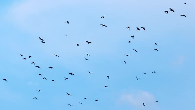 A flock of birds flying in the sky A flock of crows flying in the sky