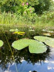 Water lily and Lily pad in pond