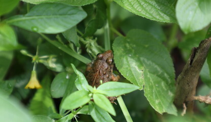 High angle view of a long legged cricket frog is hiding between small wild plants