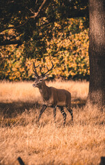 deer in the woods