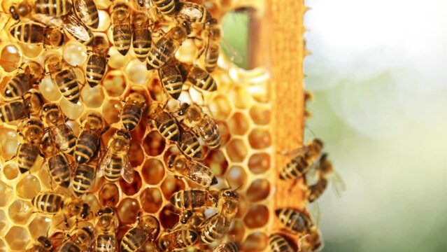 Bees Walking on Honeycomb and Carrying Honey. Macro shot of Domesticated Insect, Beekeeper and Farmers Life.