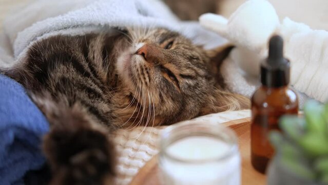 Happy Cat sleeping and resting with towel after bathing procedures. Funny Tabby Feline relax, calms down on a massage table while taking spa treatments. Pet Grooming. Humor. Aromatherapy, body care.