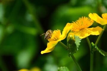 Flower nature summer green leaf tree plants macro