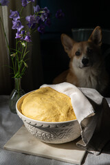 Homemade yeast dough proofing in big bowl on table with flowers and Pembroke Welsh Corgi on background .