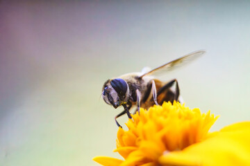 Autumn worker bee on a flower