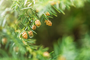 Decorative coniferous shrub. Coniferous plant with small cones.