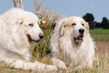 friendship between two dogs, the Pyrenean Mountain Dogs lying on the pasture