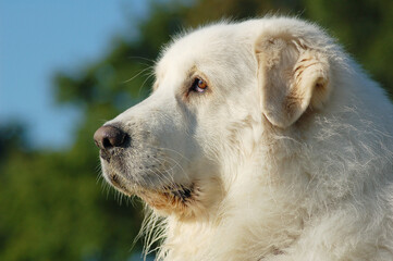 Portrait from Dog great pyrenees
