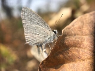 butterfly insect nature colour macro