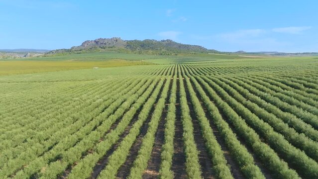 View from above of a large olive grove plantation planted in super intensive mode. The High Density olive tree in a rows.  Agronomic model for olive harvesting. Intensive olive trees in Spain