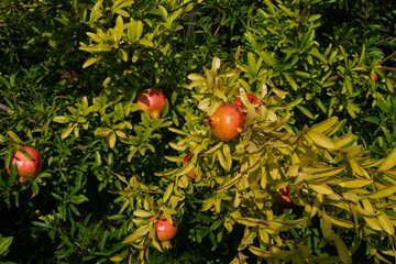 Ripe red pomegranate growing on a tree