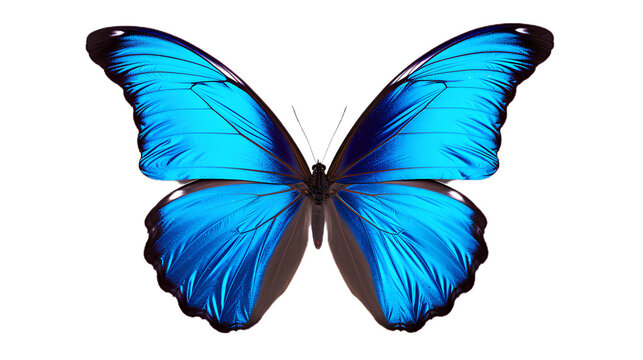 blue butterfly. Isolated on Transparent background.